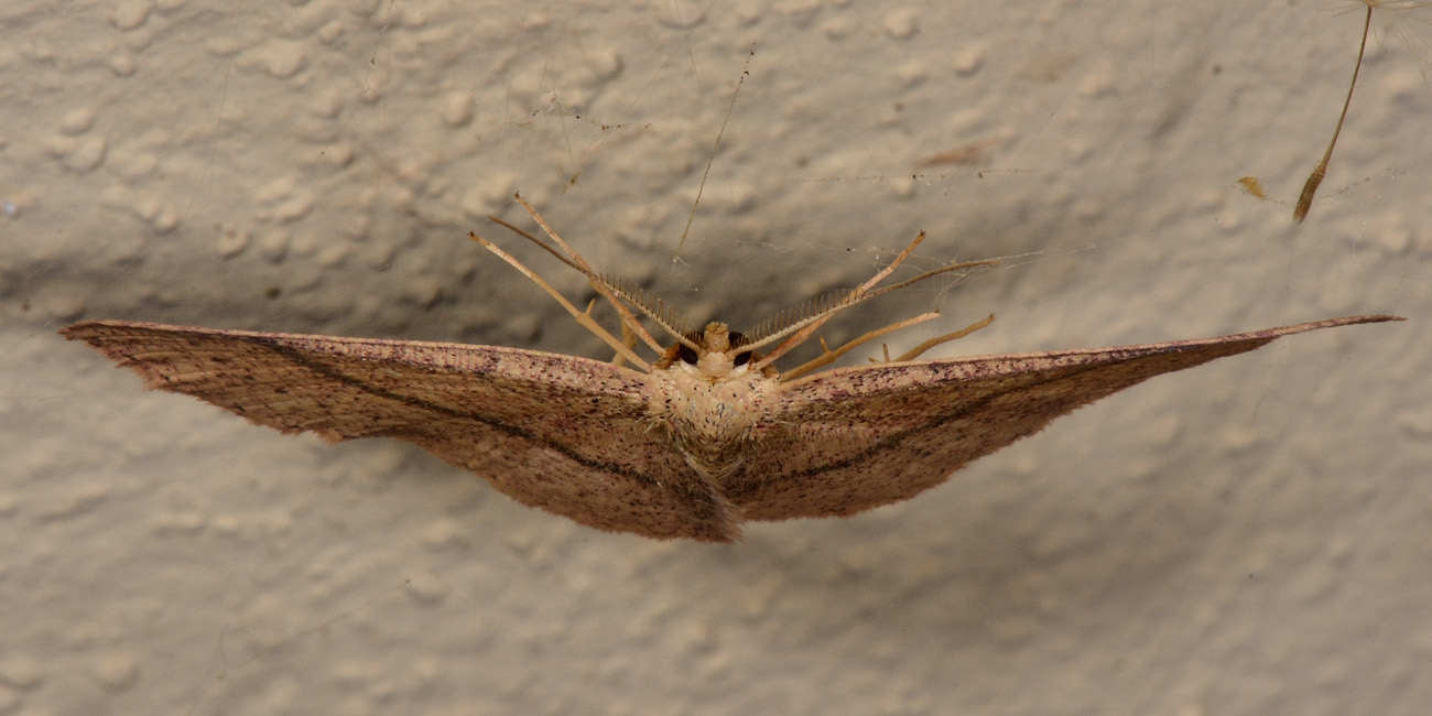 Geometridae:  Cyclophora (Codonia) suppunctaria